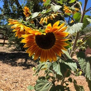 Meet your Posher, Eva